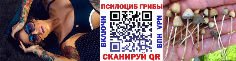 купить наркотик  Александровское  Галлюциногенные грибы Psilocybe 